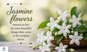 Jasmine flower quotes featuring elegant white jasmine blossoms in full bloom.